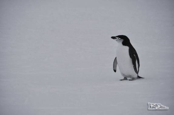 Um solitário pinguim chinstrap parece procurar seus amigos em meio ao gelo de Half Moon Island, na Antártida